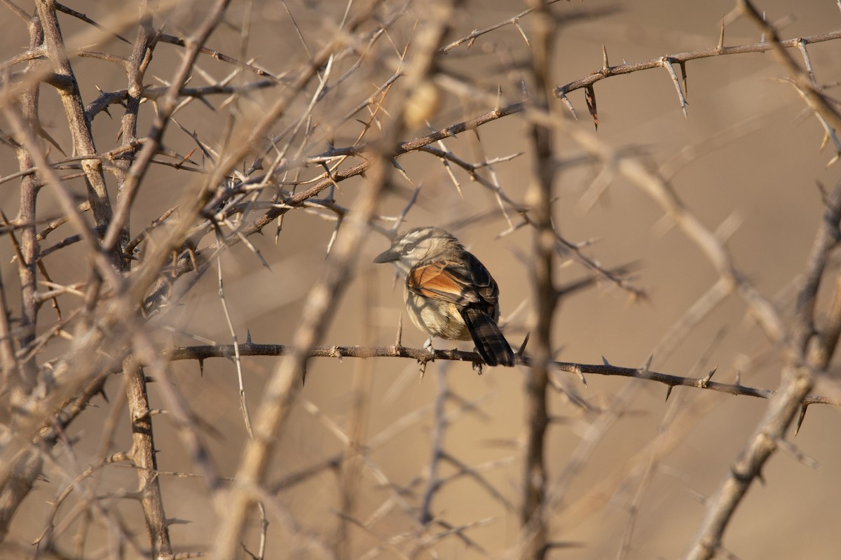 Brown-crowned Tchagra - ML619716861