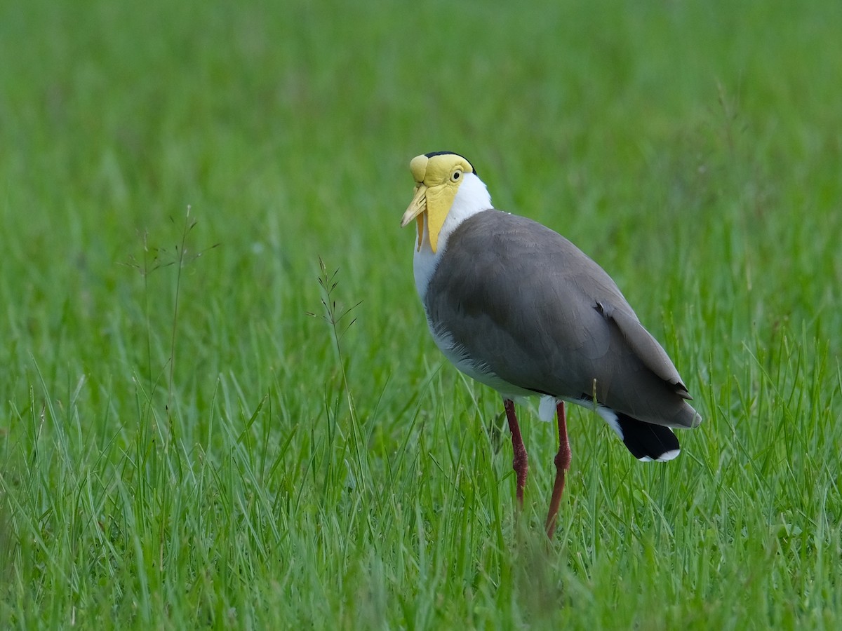 Masked Lapwing (Masked) - ML619716869