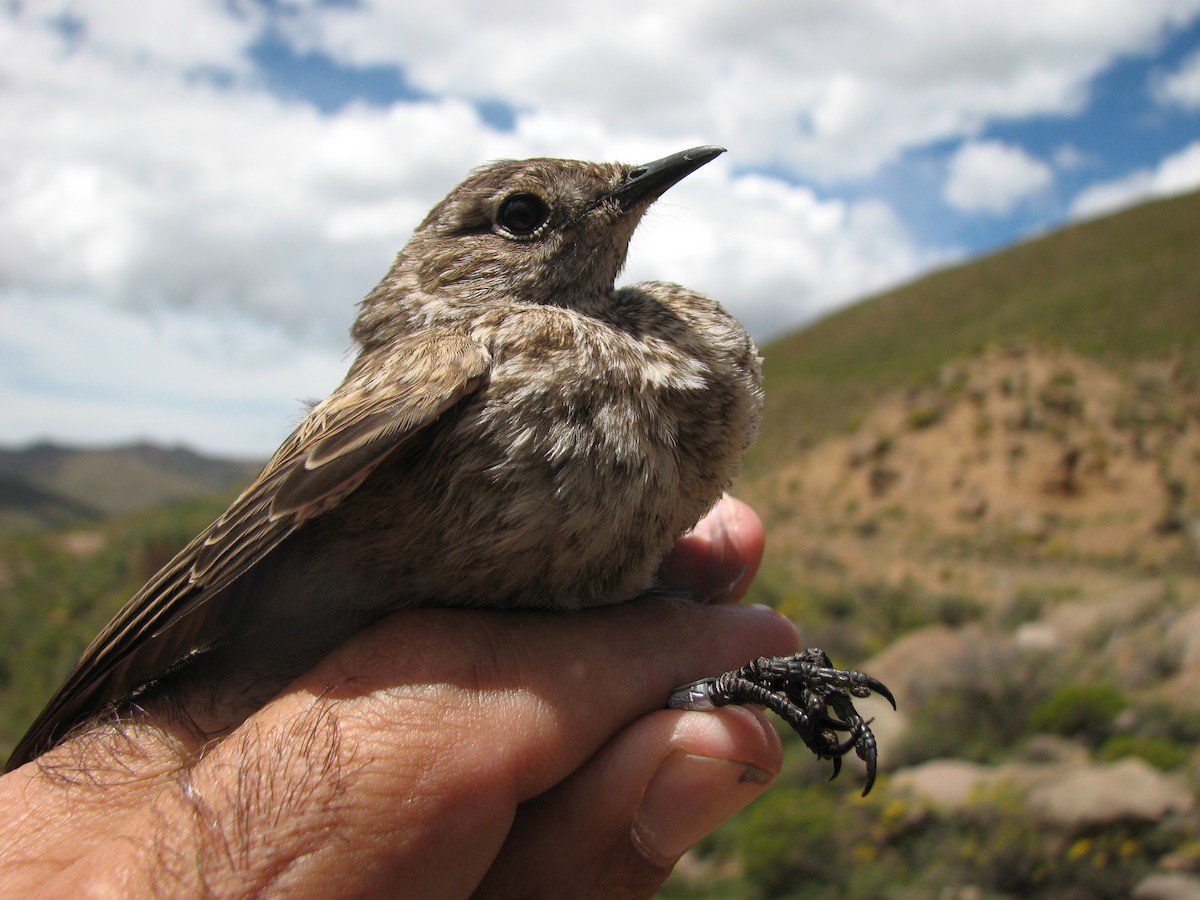 Sickle-winged Chat - ML619716880