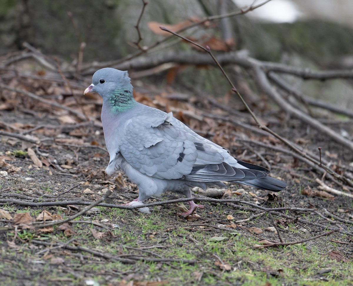 Pigeon colombin - ML619716887