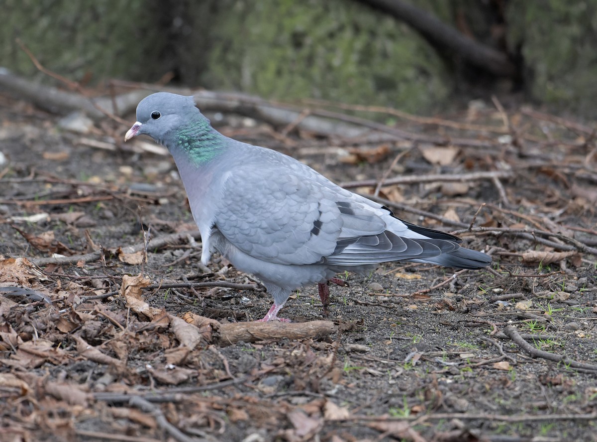 Pigeon colombin - ML619716889