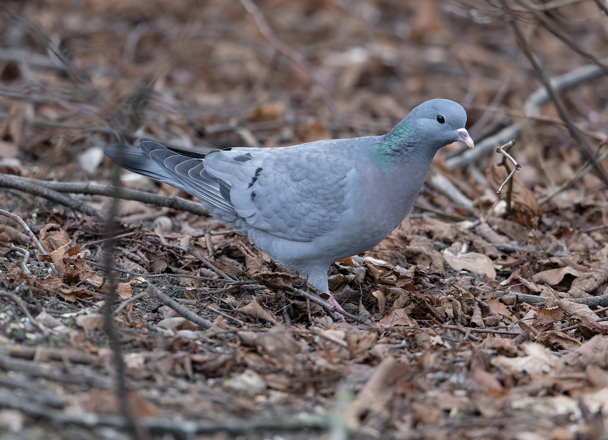 Pigeon colombin - ML619716891