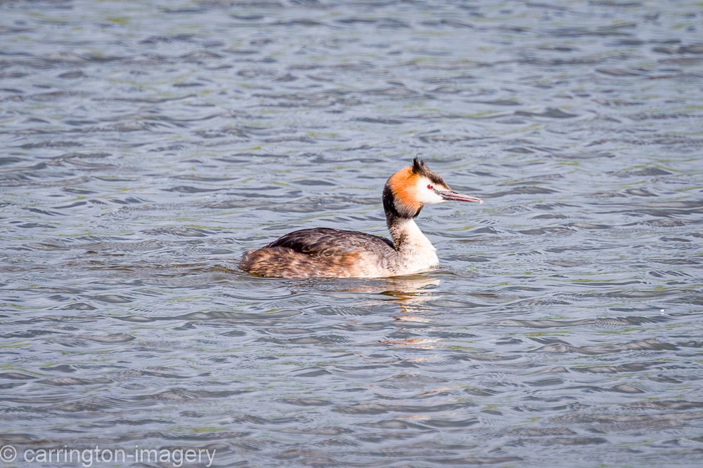 Great Crested Grebe - ML619716907