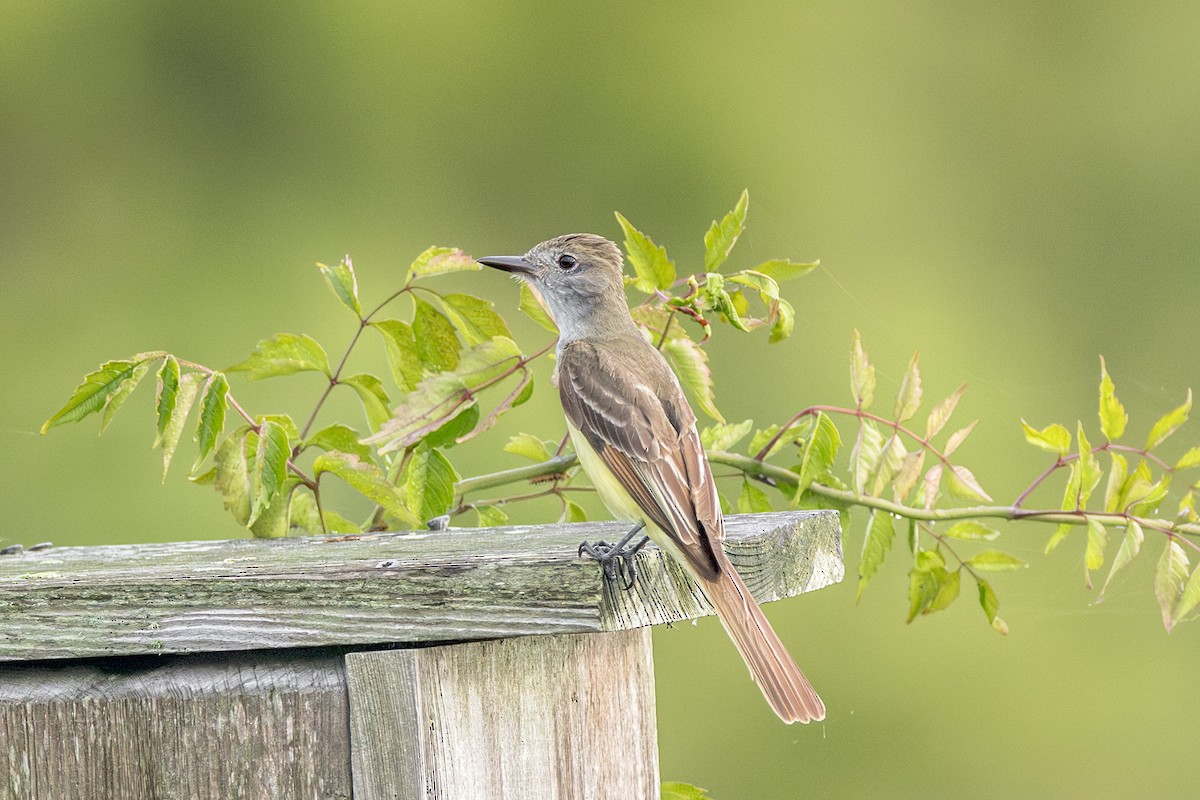 Great Crested Flycatcher - ML619716908