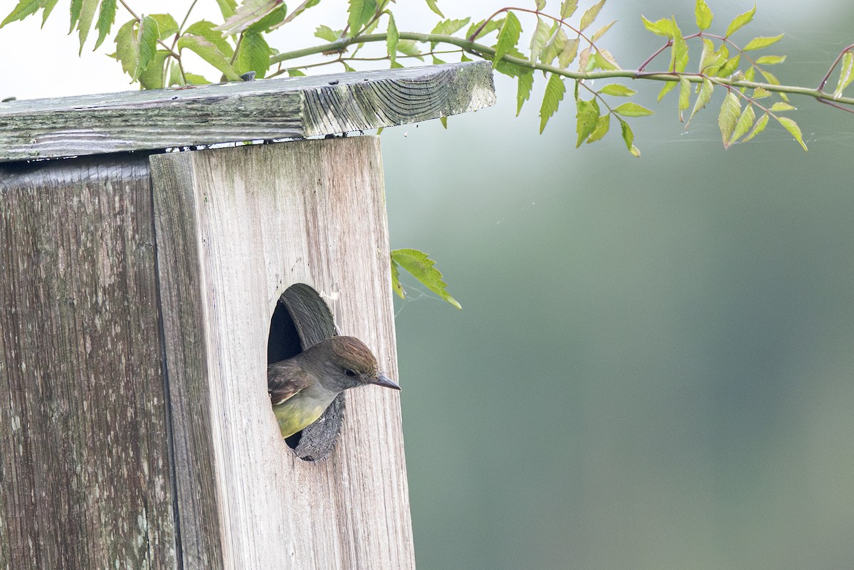 Great Crested Flycatcher - ML619716909