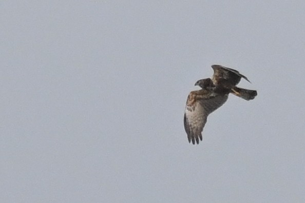 African Marsh Harrier - ML619716920