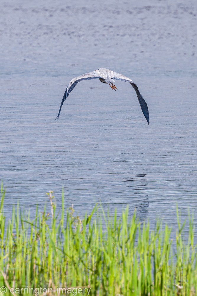 Gray Heron - ML619716925