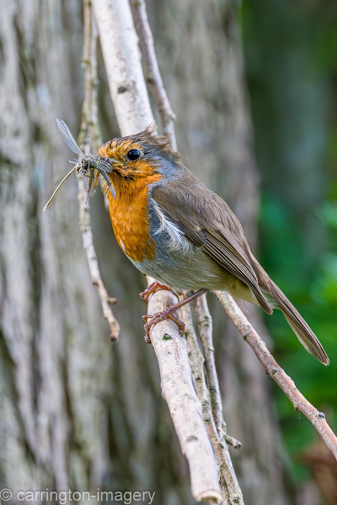 European Robin - ML619716928