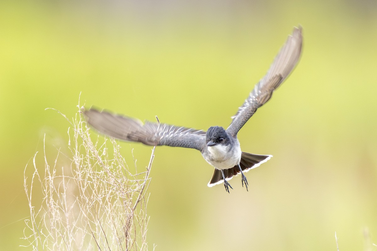 Eastern Kingbird - ML619716931