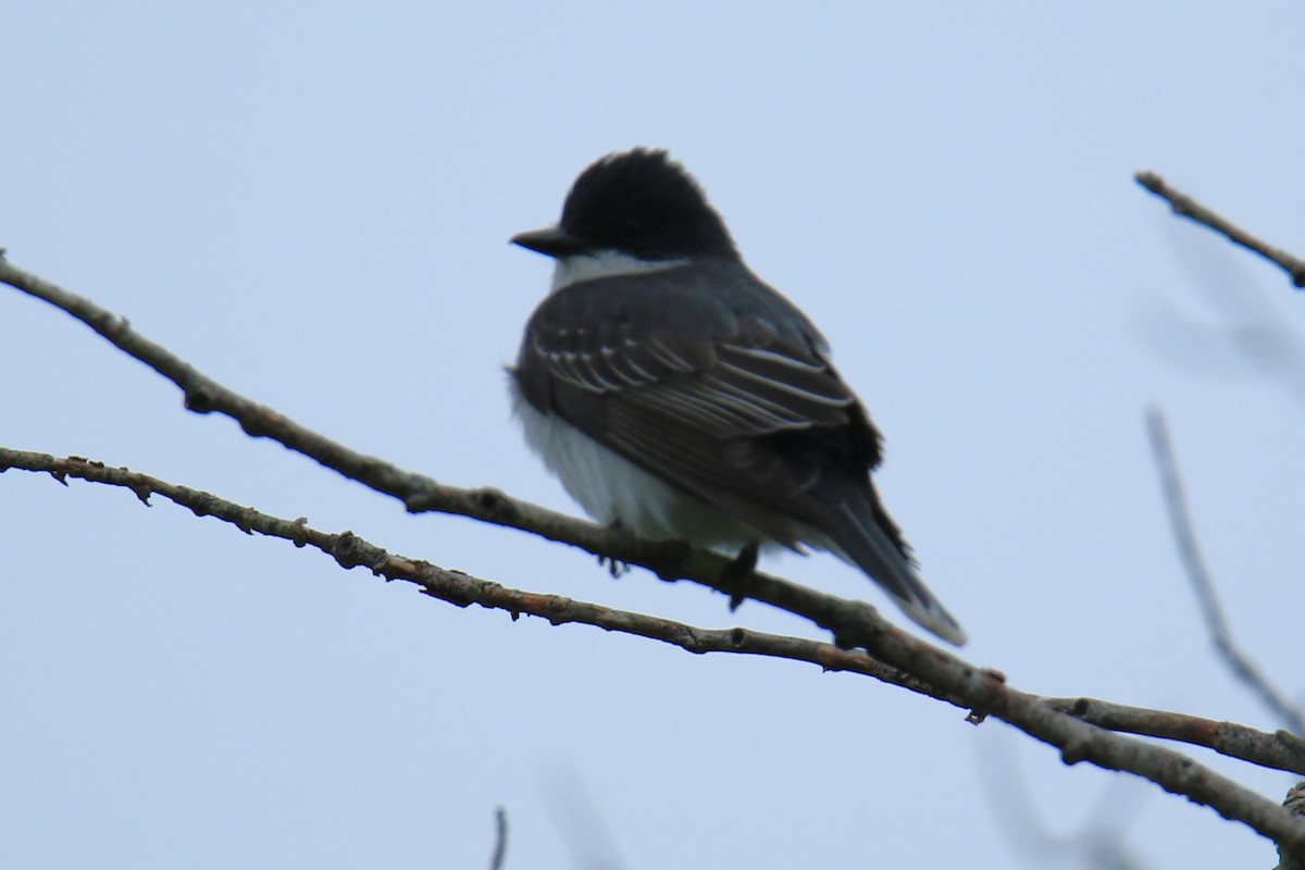 Eastern Kingbird - ML619716943