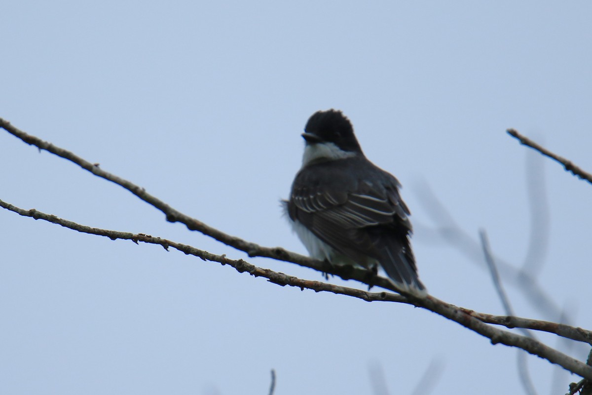 Eastern Kingbird - ML619716944