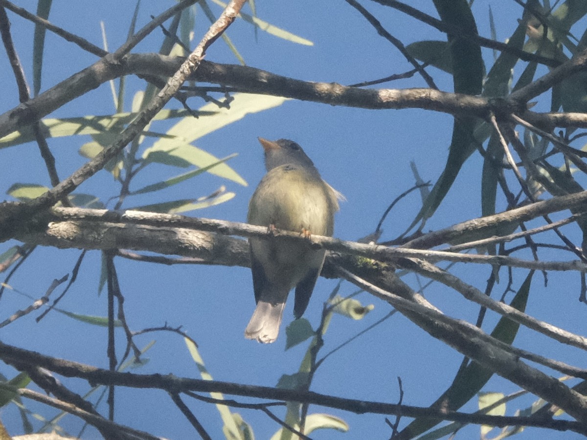 Yellow-legged Flyrobin - ML619716946