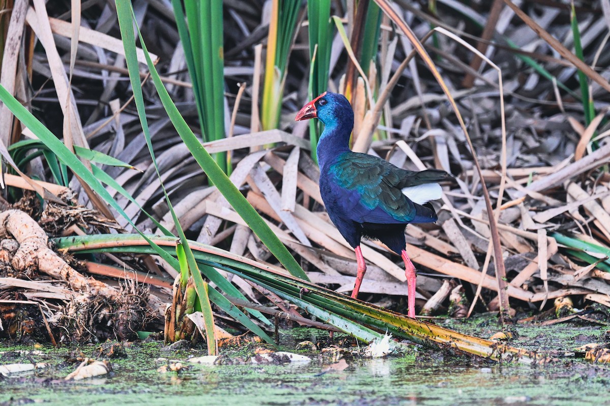 African Swamphen - ML619716976