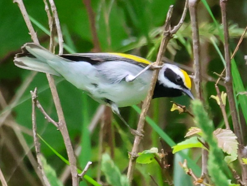 Goldflügel-Waldsänger - ML619717035