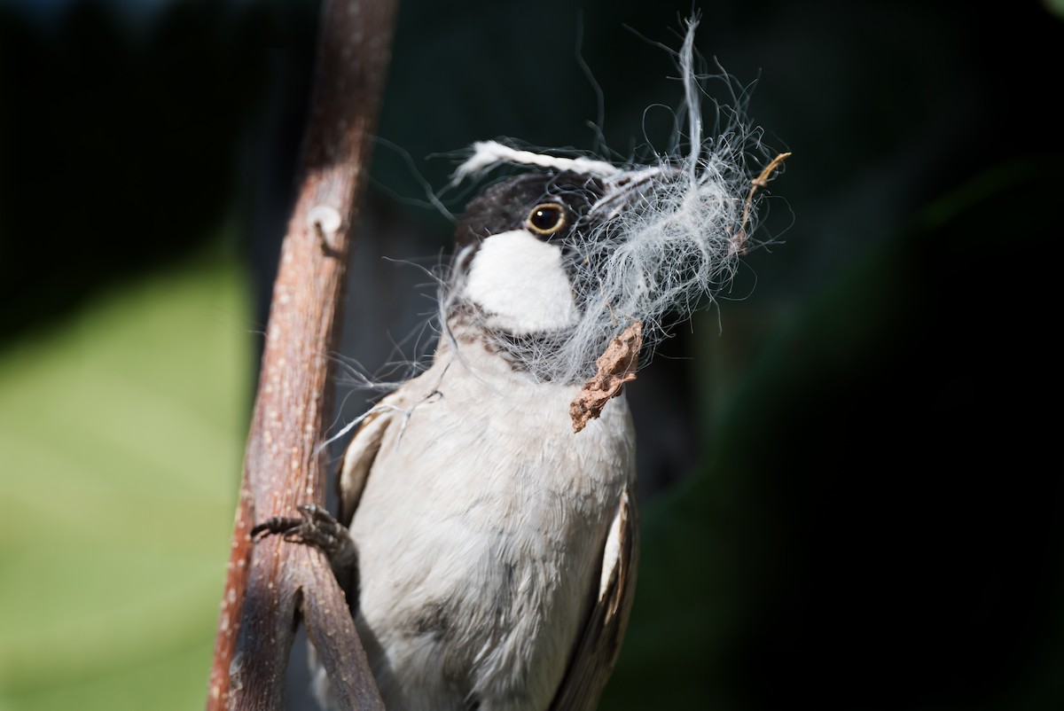 White-eared Bulbul - ML619717080