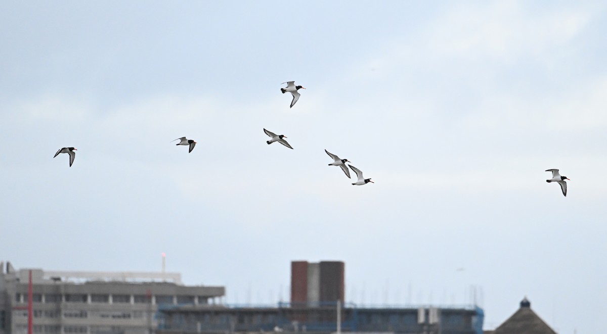 Eurasian Oystercatcher (Western) - ML619717096