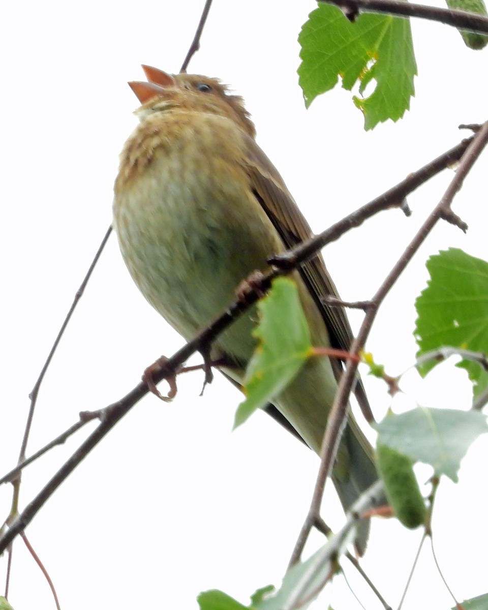 Common Rosefinch - ML619717142