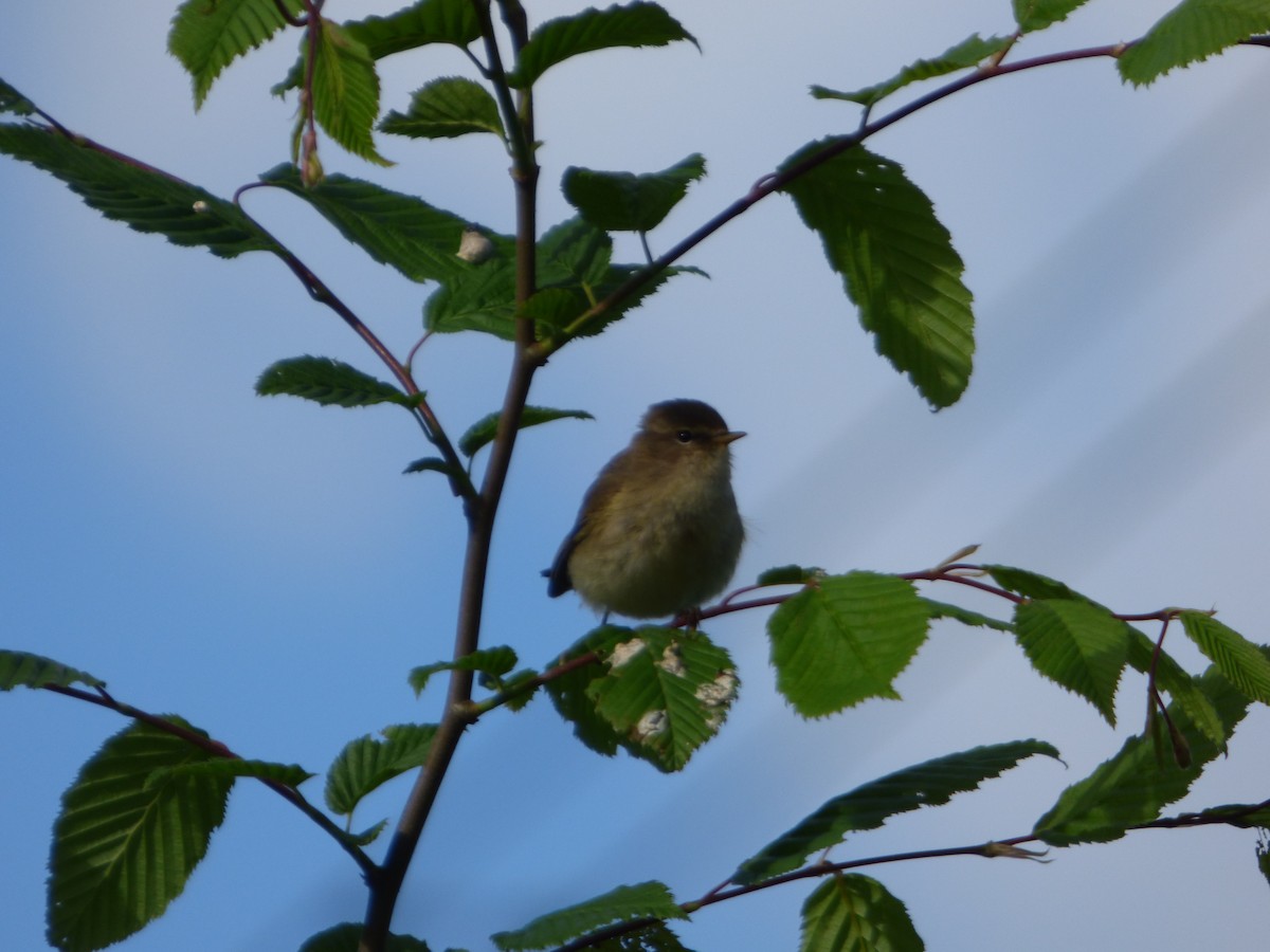 Common Chiffchaff - ML619717202