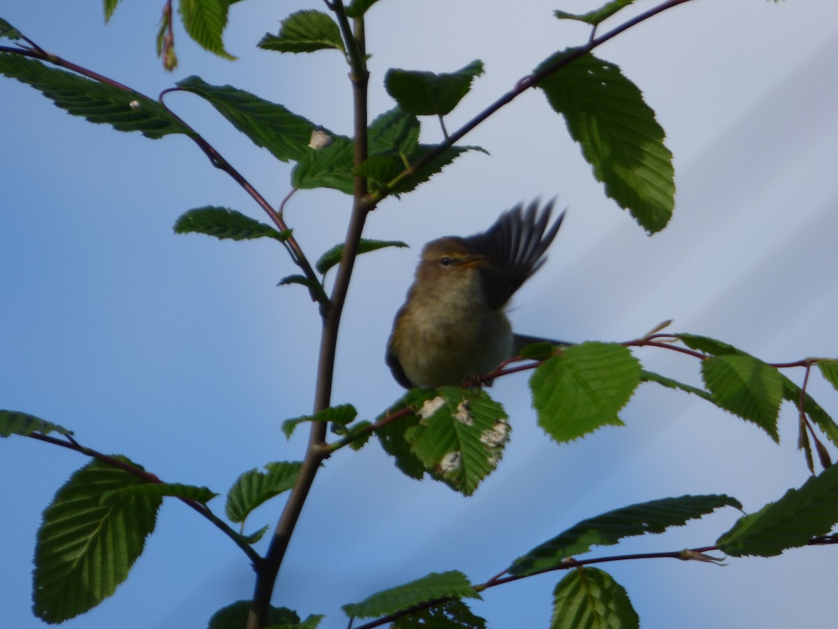 Common Chiffchaff - ML619717203