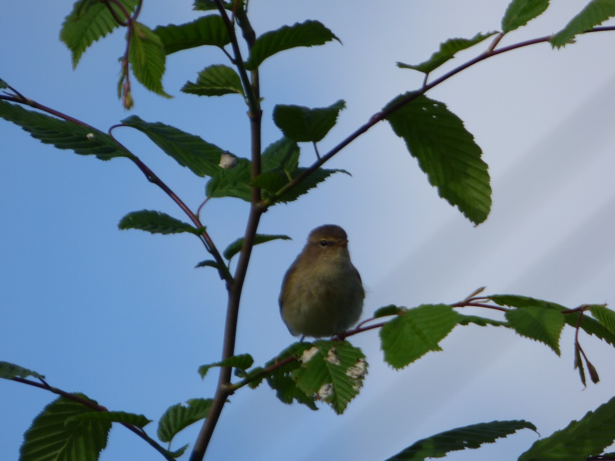 Common Chiffchaff - ML619717204