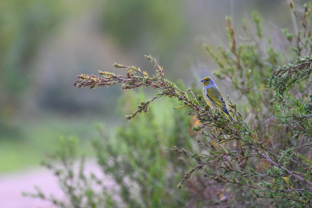 Cape Canary - ML619717211