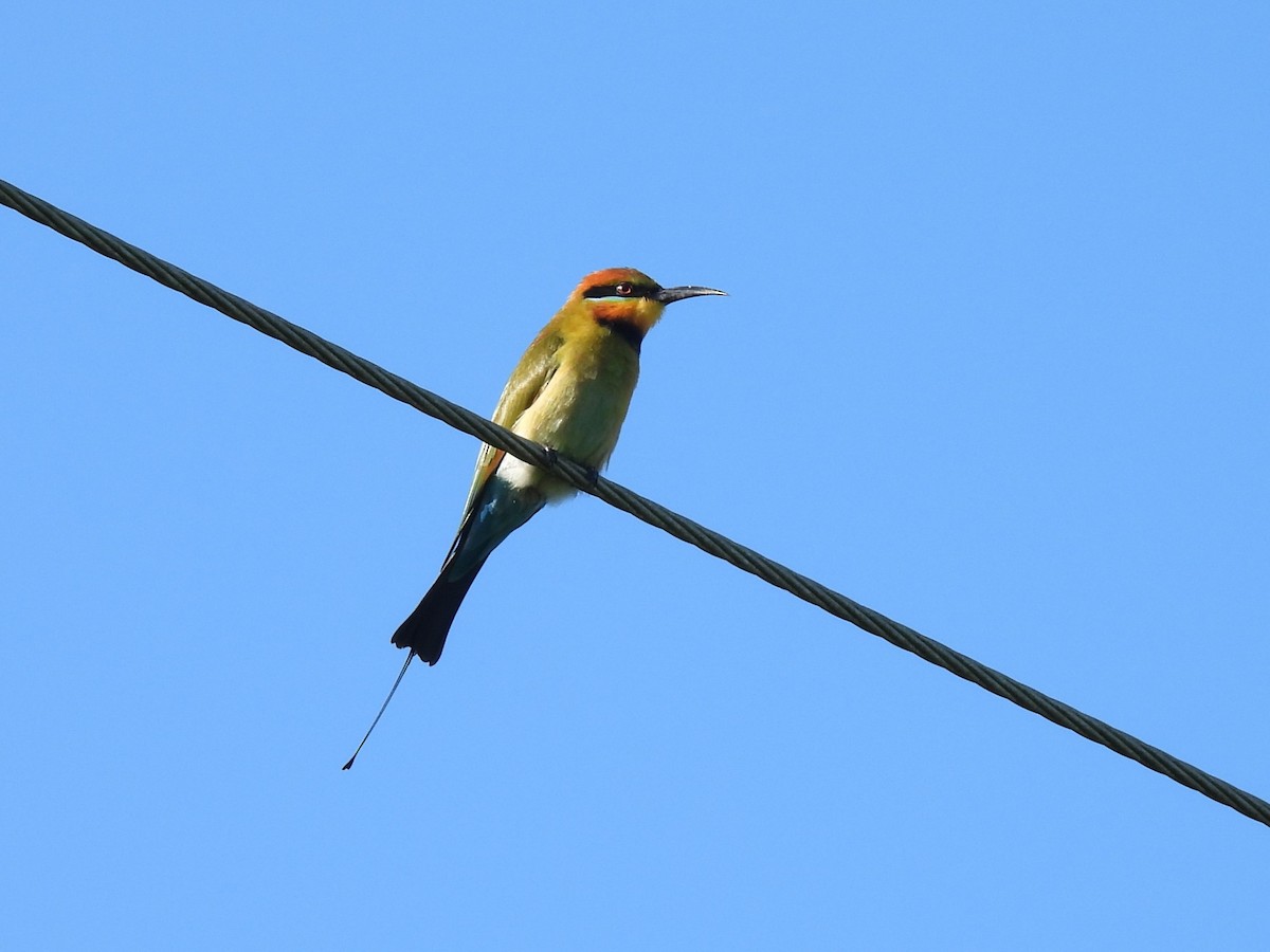 Rainbow Bee-eater - Tris Allinson