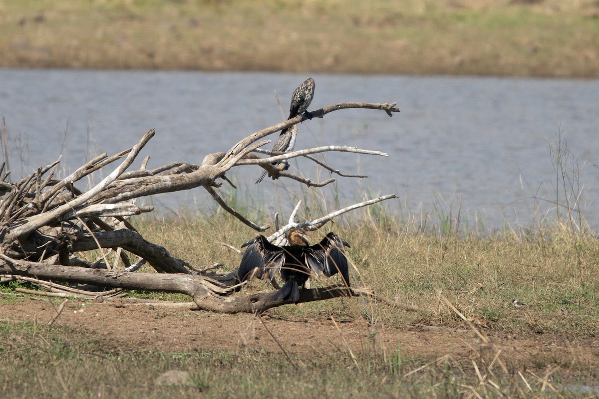 Afrika-Schlangenhalsvogel - ML619717231