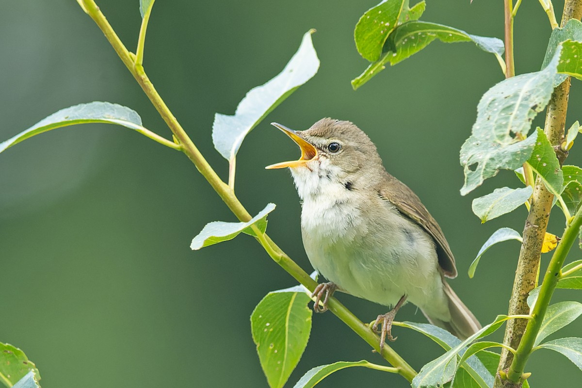 Blyth's Reed Warbler - ML619717238