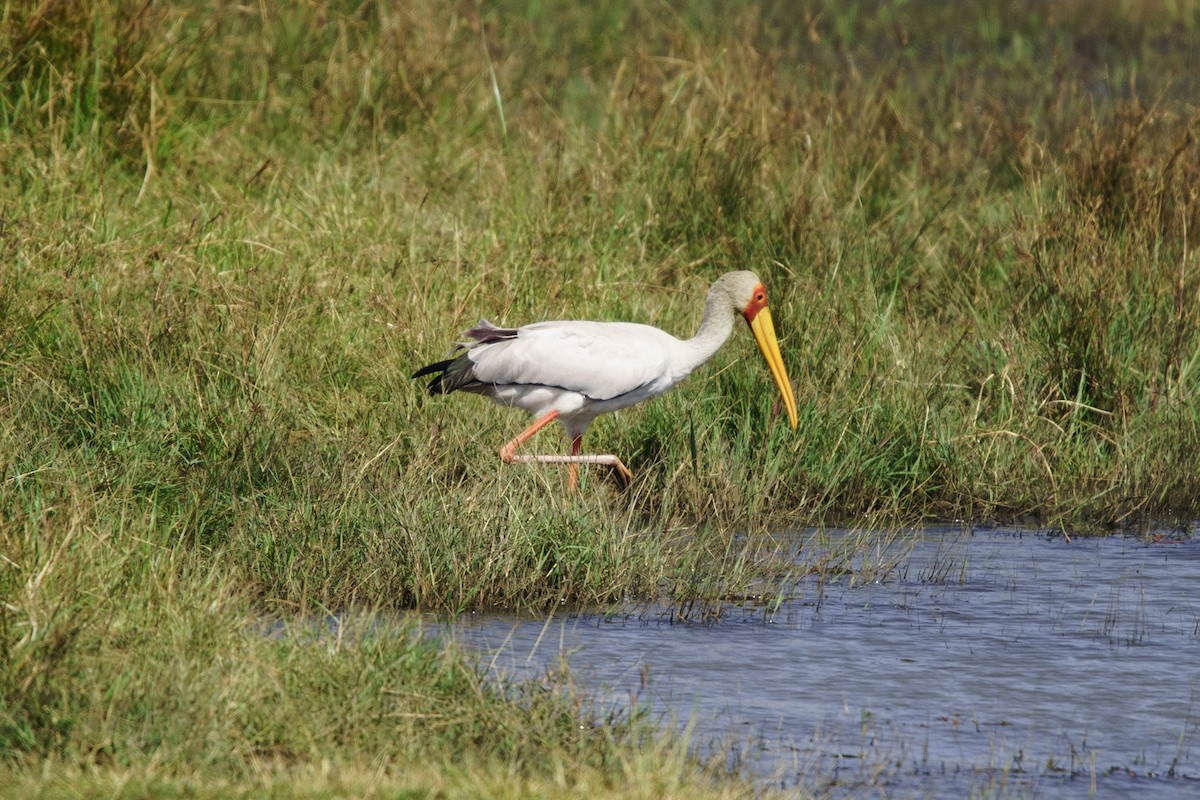 Yellow-billed Stork - Christiaen MOUS