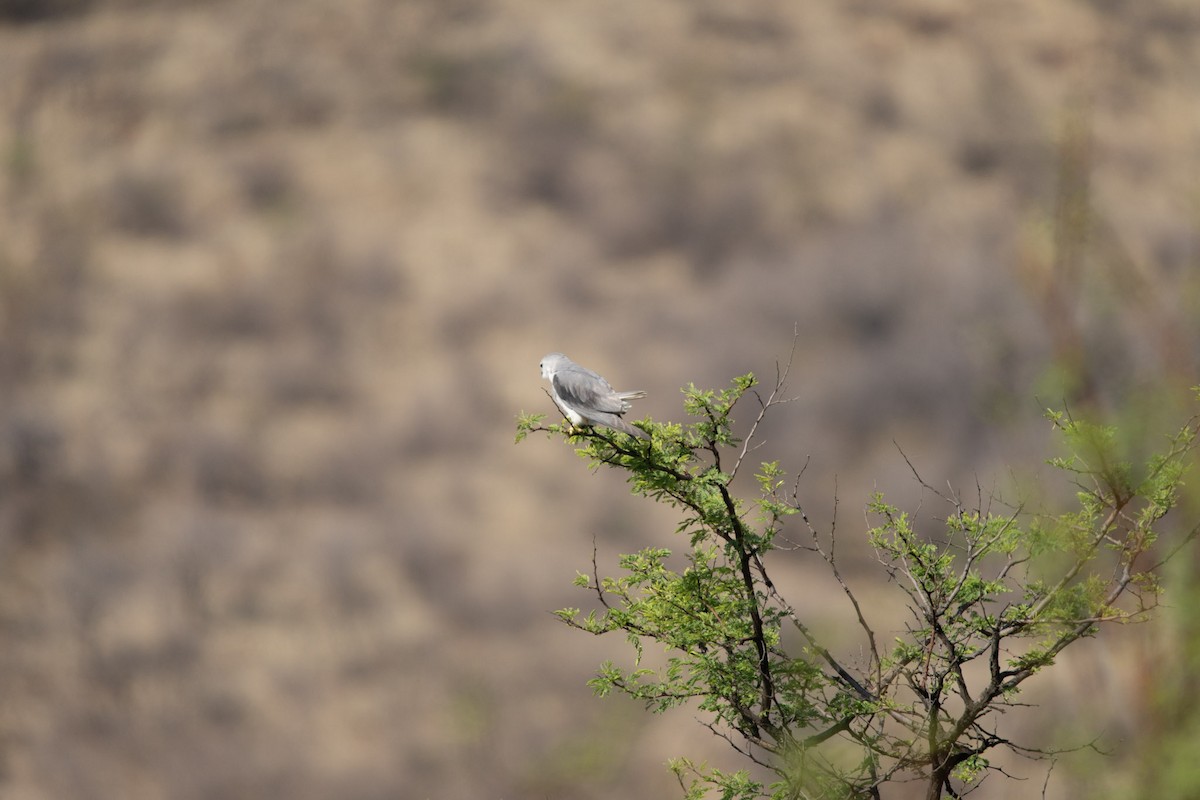 Black-winged Kite - Christiaen MOUS