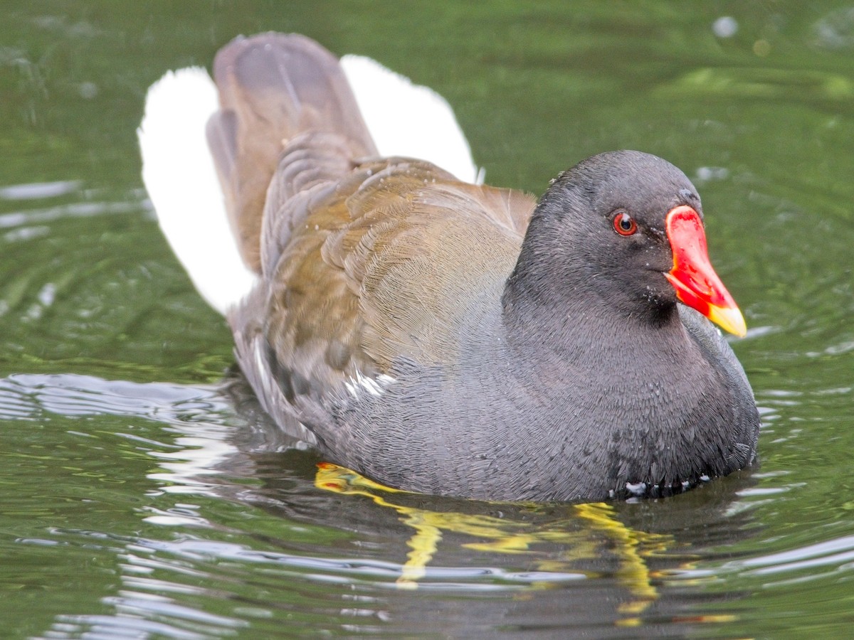 Eurasian Moorhen - ML619717324