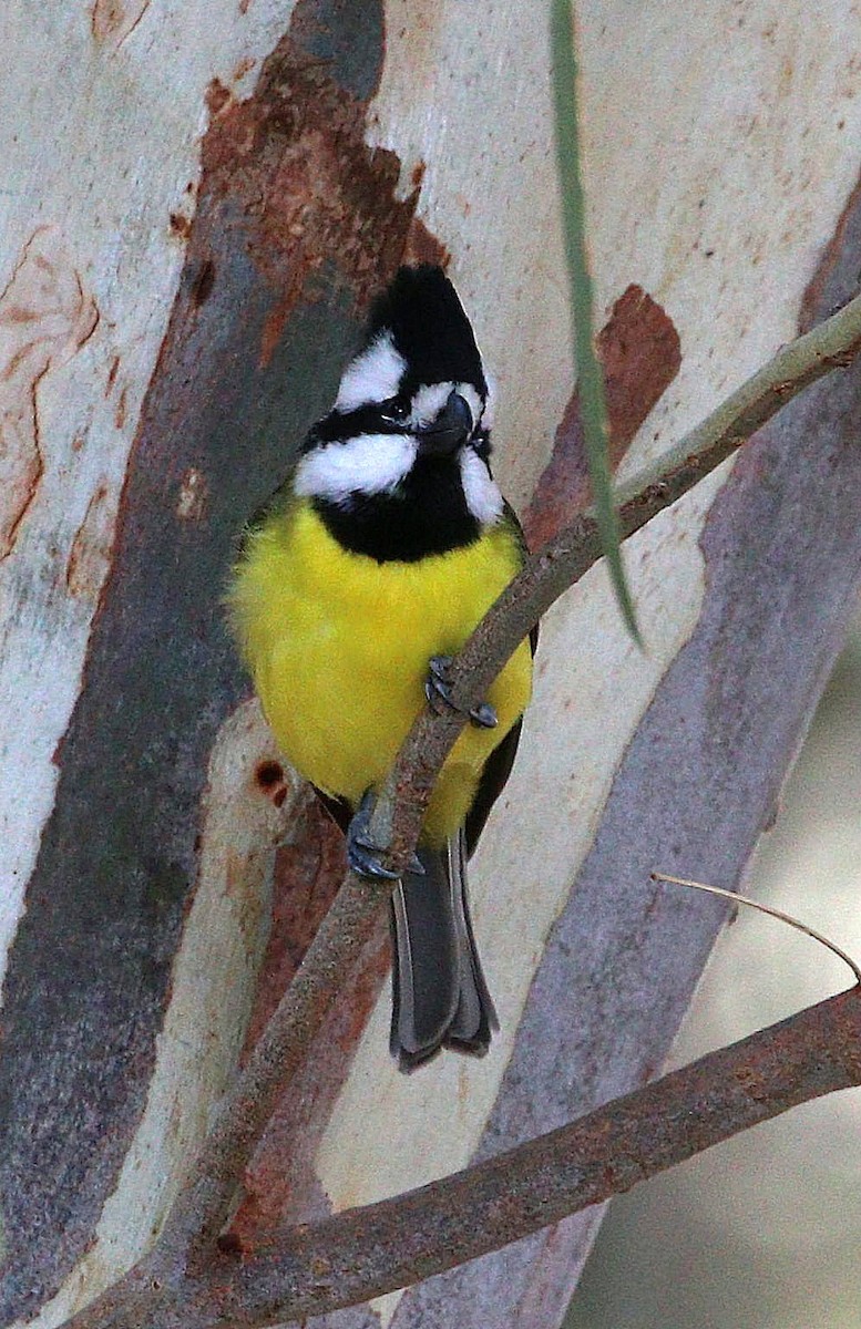 Eastern Shrike-tit - ML619717334