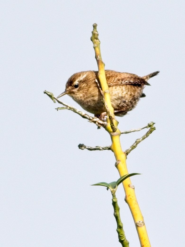 Eurasian Wren - ML619717340