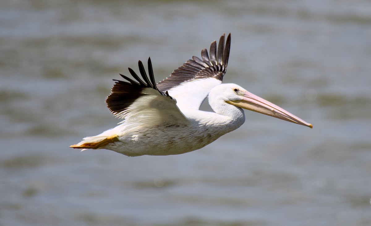 pelikán severoamerický - ML619717356