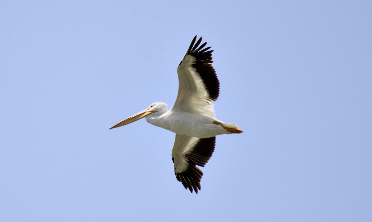 American White Pelican - ML619717357