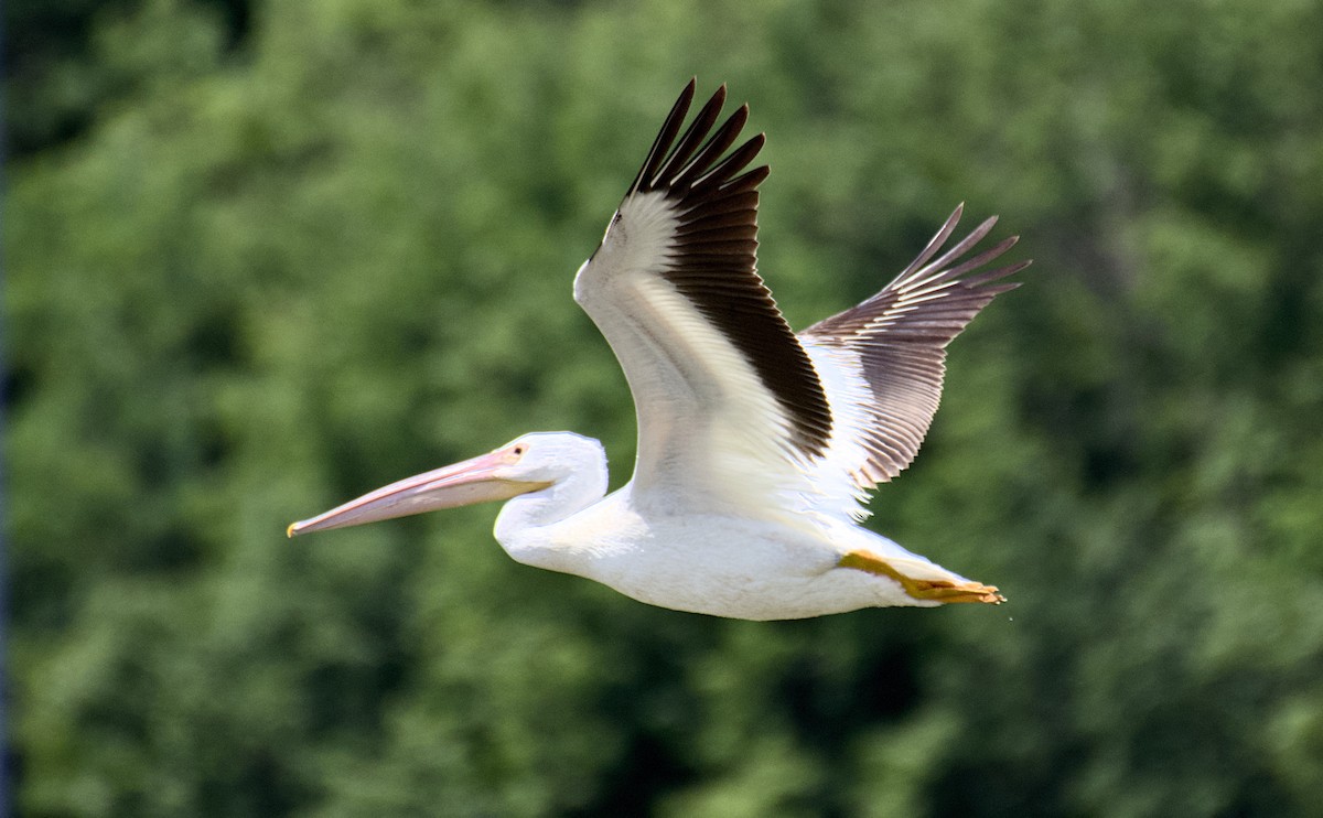 American White Pelican - ML619717358