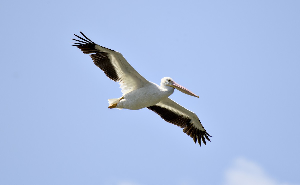 American White Pelican - ML619717360