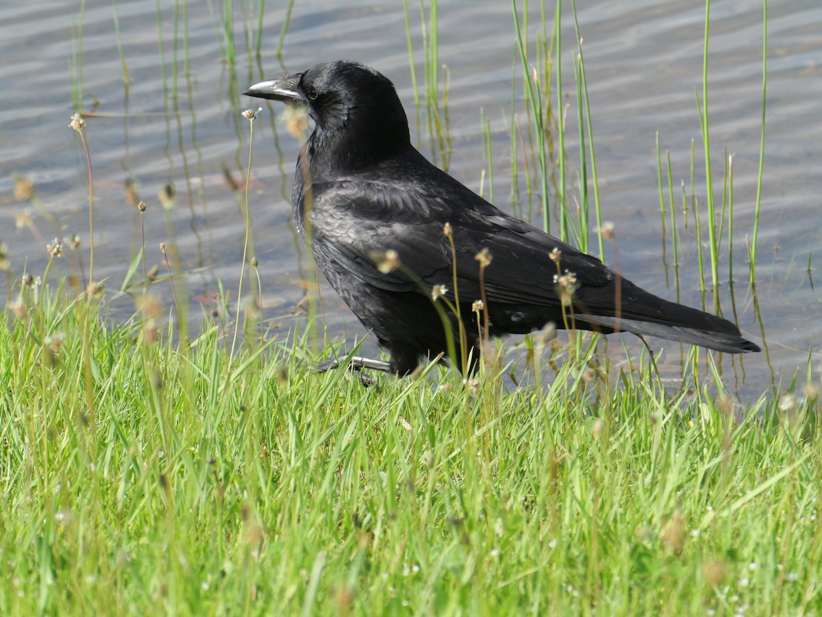 Corvus sp. (crow sp.) - ML619717365