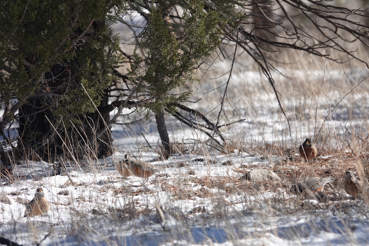 American Robin - ML619717390