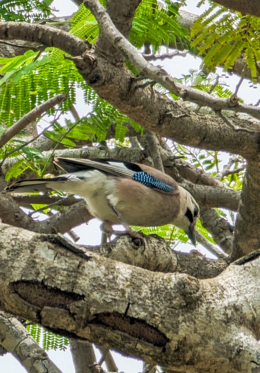 Eurasian Jay - ML619717402