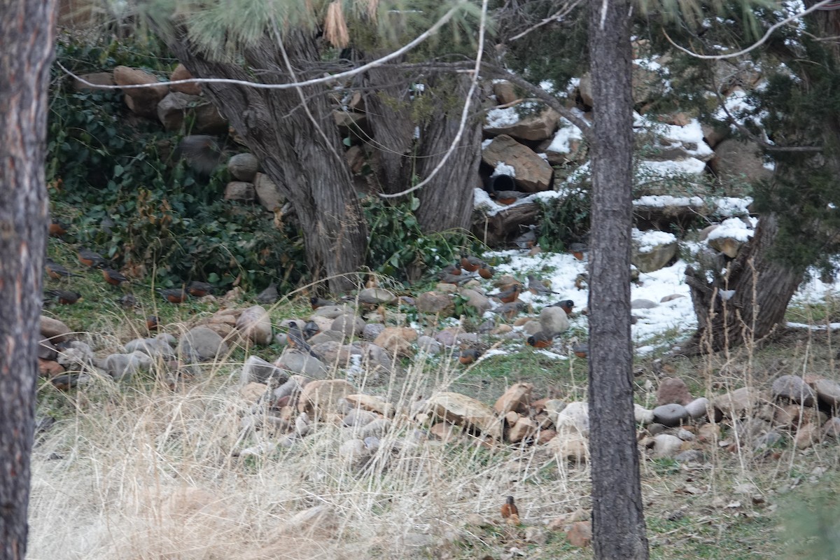 American Robin - ML619717408