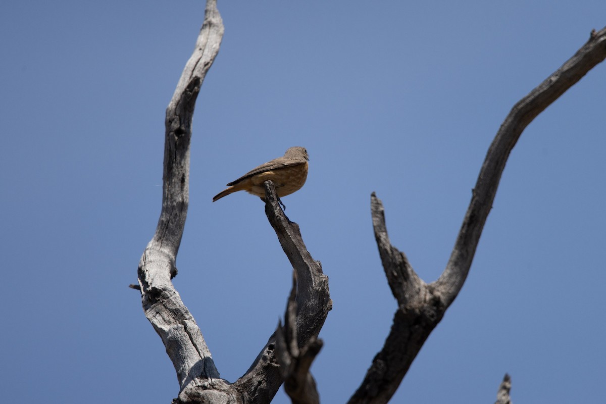 Short-toed Rock-Thrush - ML619717411