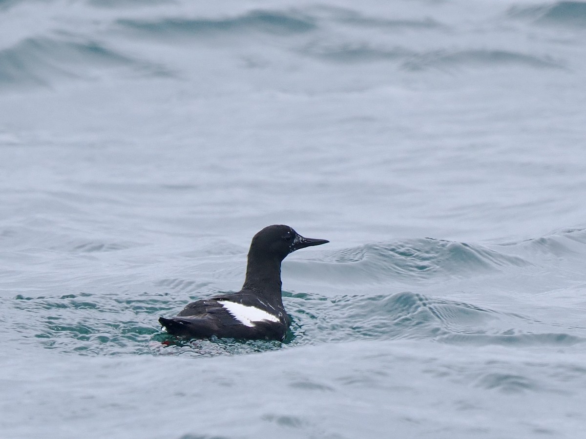 Black Guillemot - ML619717416