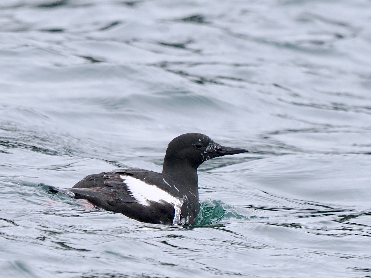 Black Guillemot - ML619717422