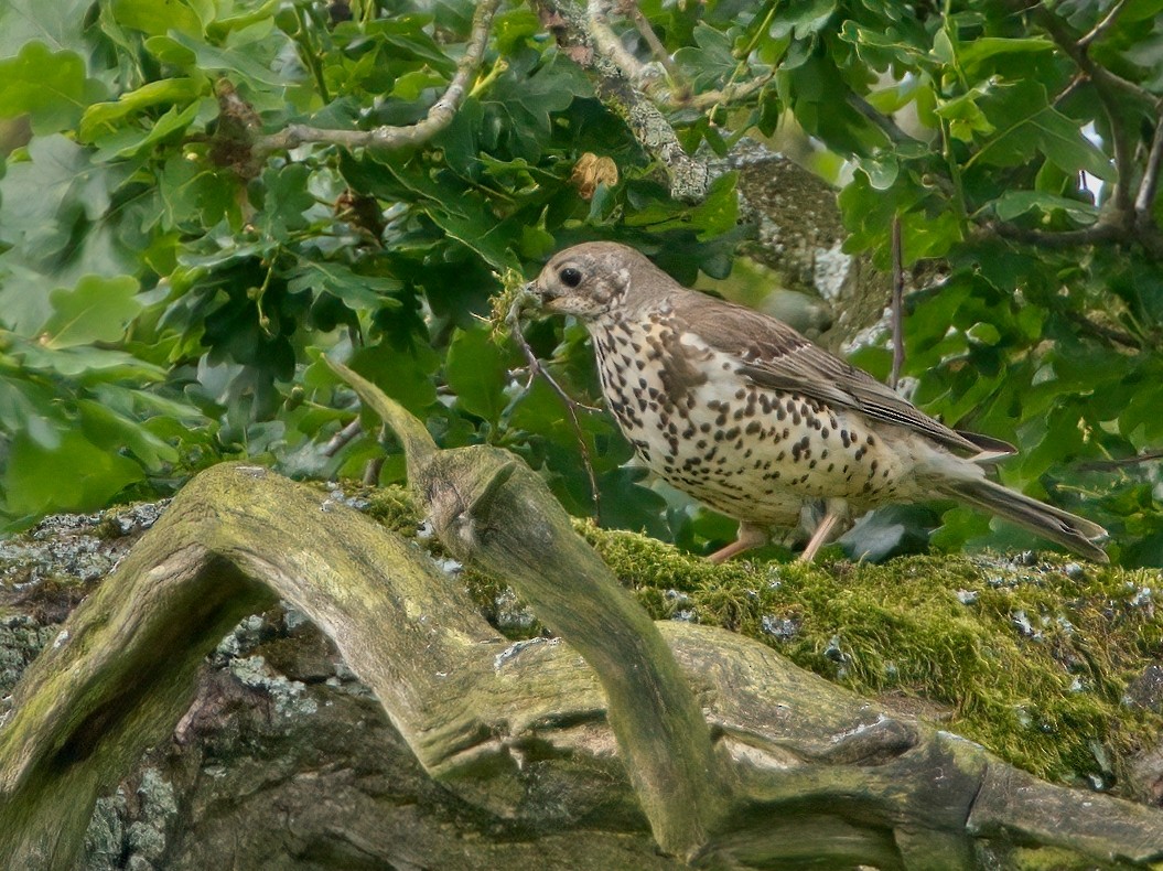 Mistle Thrush - ML619717433