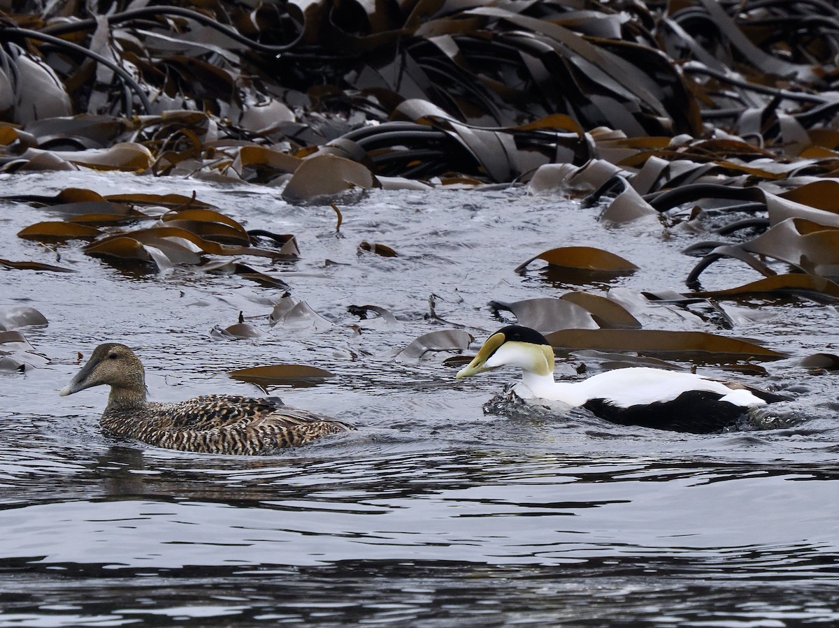 Common Eider (Dresser's) - ML619717443