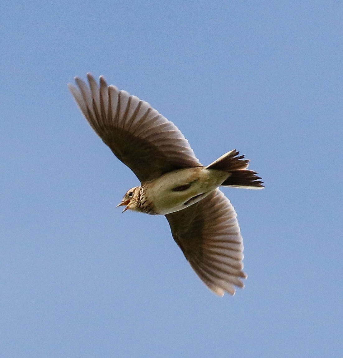 Eurasian Skylark - Michael Hoare