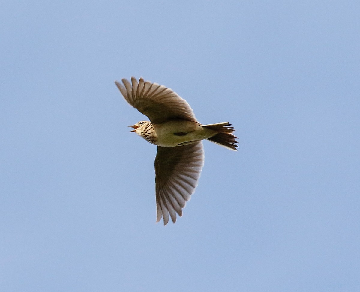 Eurasian Skylark - ML619717457