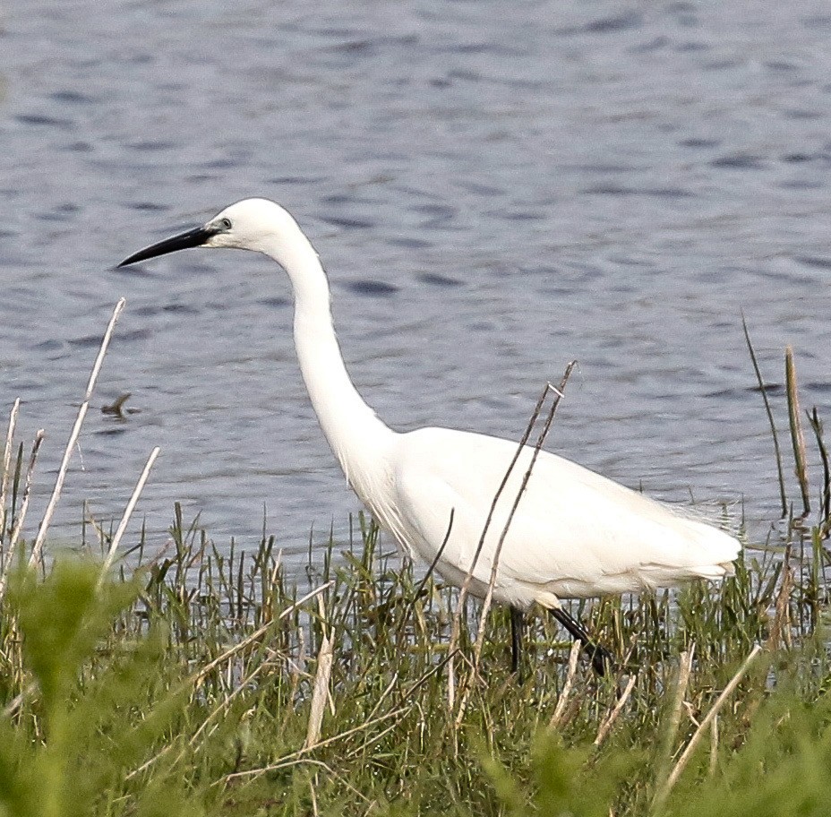 Little Egret - ML619717479