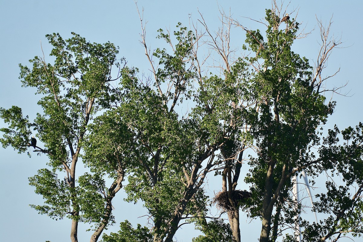 Weißkopf-Seeadler - ML619717488